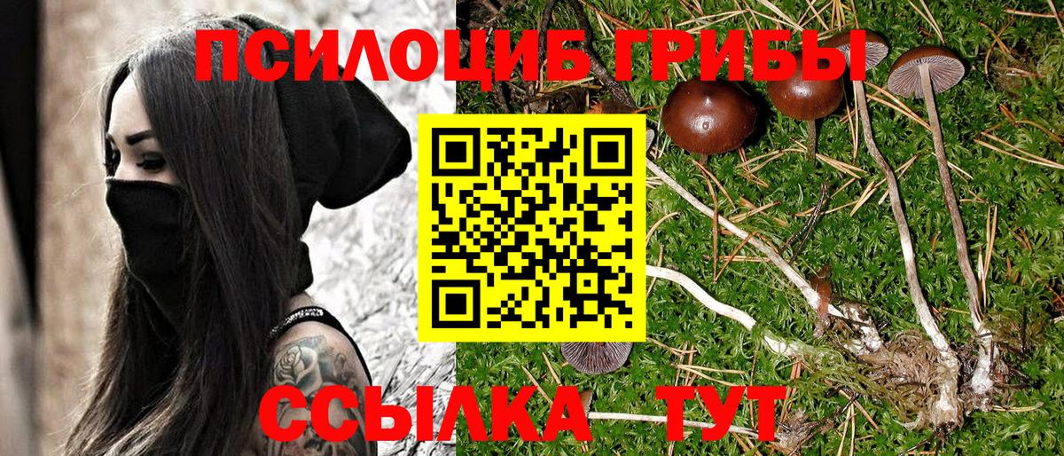 Псилоцибиновые грибы Psilocybe Кохма